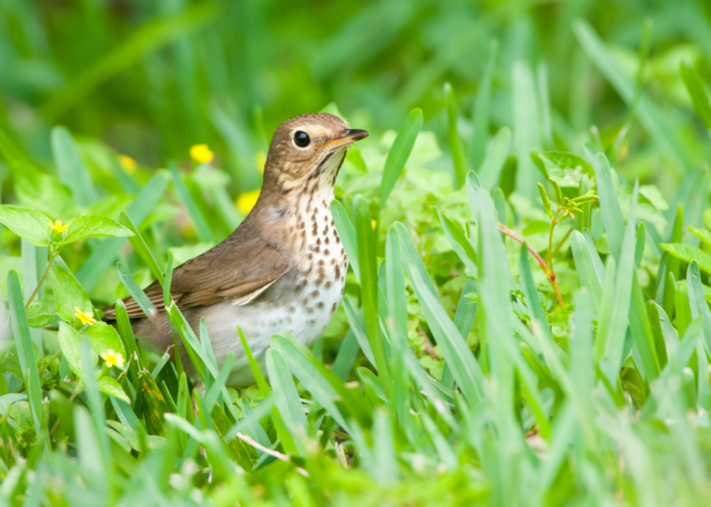 A Swainson's thrush in the grass.