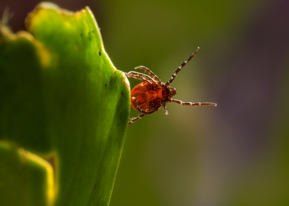 A tick on a leaf.