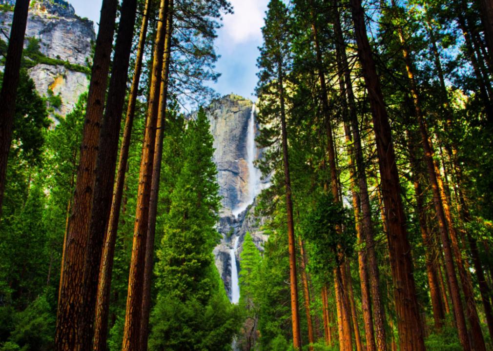 Towering trees with a majestic waterfall in the background.