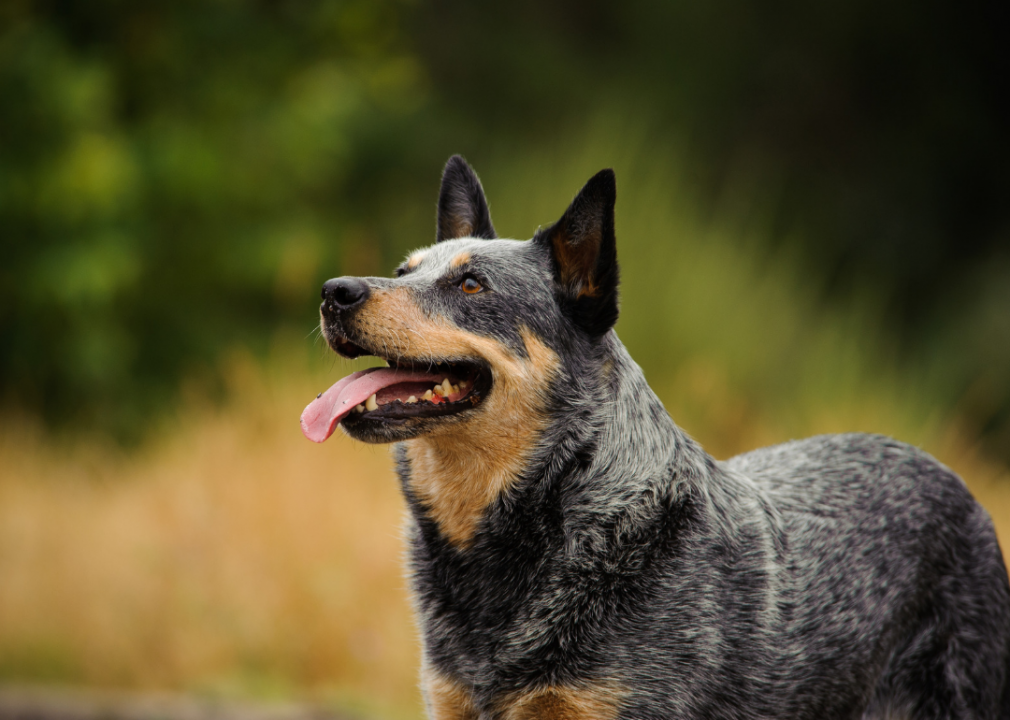 do cattle dogs have webbed feet