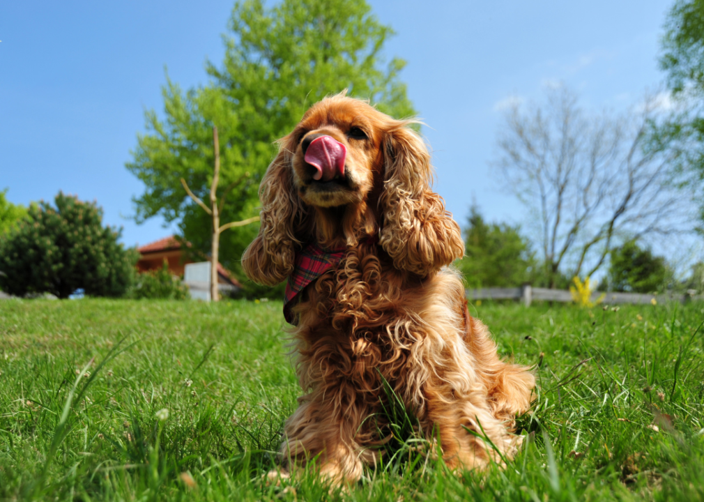 A Cocker spaniel licking its nose