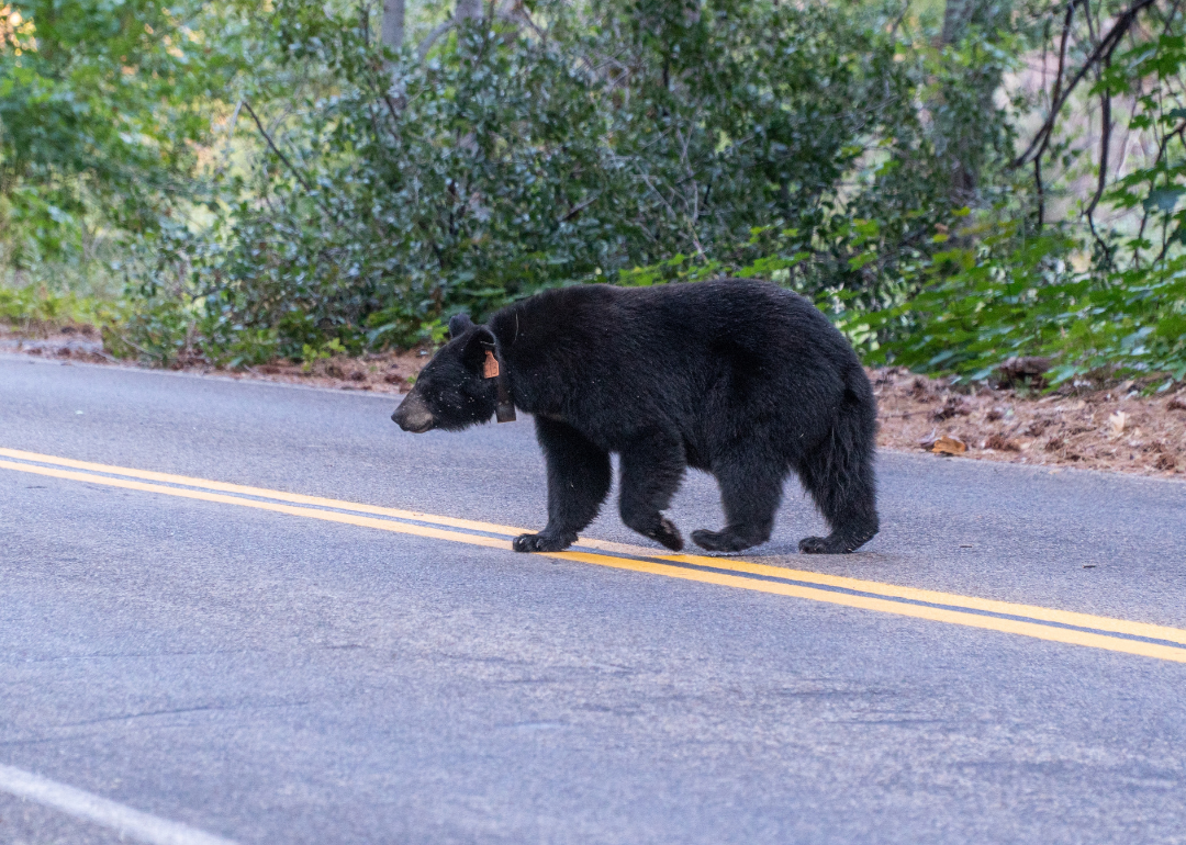 A wild black bear crossing the road in Kings Canyon National Park.