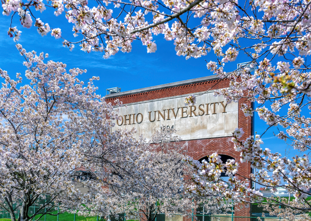 Cherry Blossoms in bloom in front of an entrance sign for Ohio University.