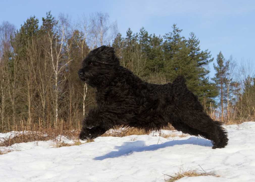A Black Russian terrier running in the snow