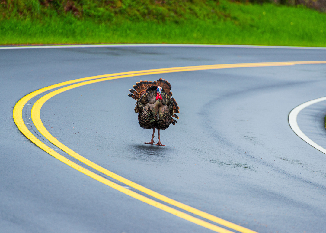 A large male turkey walking on a Tennessee road.