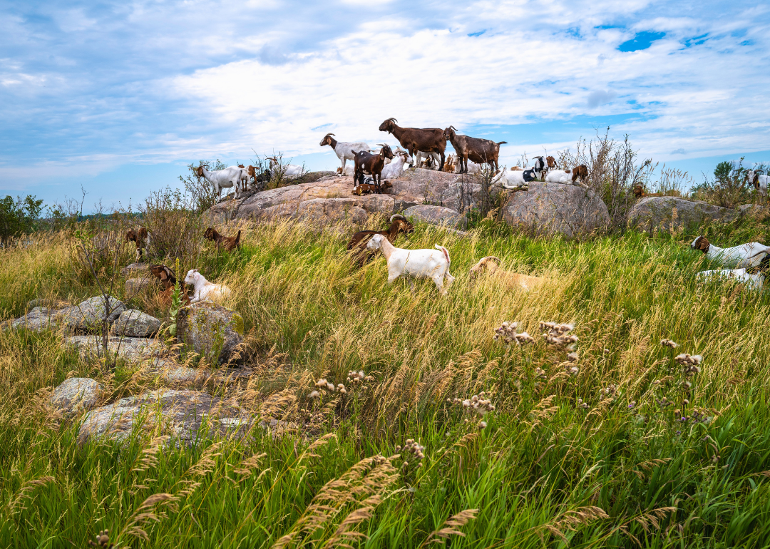 Goats standing on a rocky outcrop