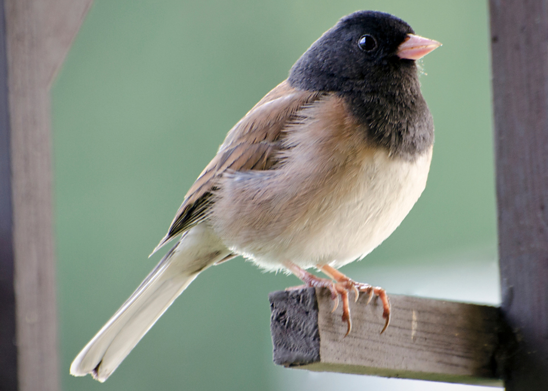 It's National Bird Day! Here Are 50 of the Most Commonly Seen Birds in North Carolina