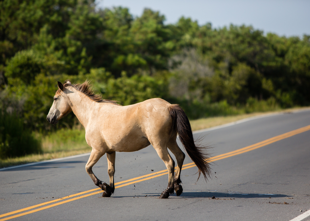 A muddy wild horse crossing a road.