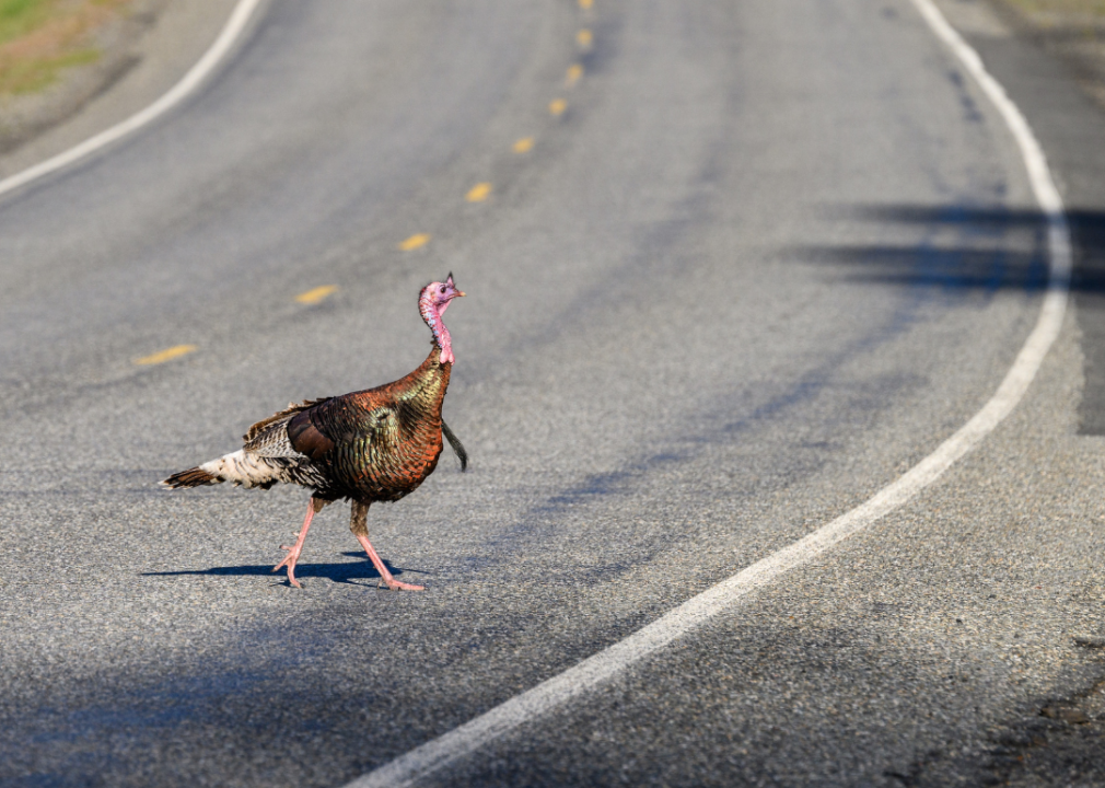 A wild turkey crossing a sunny state highway in Kittitas County.