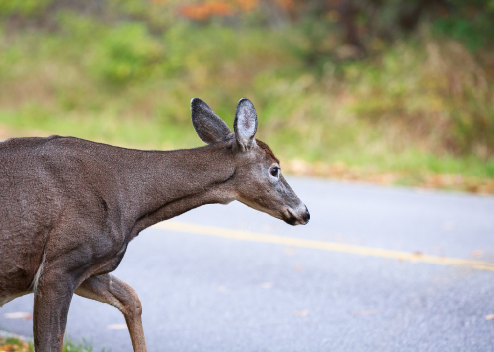 A deer crossing a road.