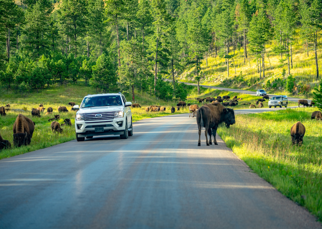 Cars driving through a herd of bison in Custer State Park.