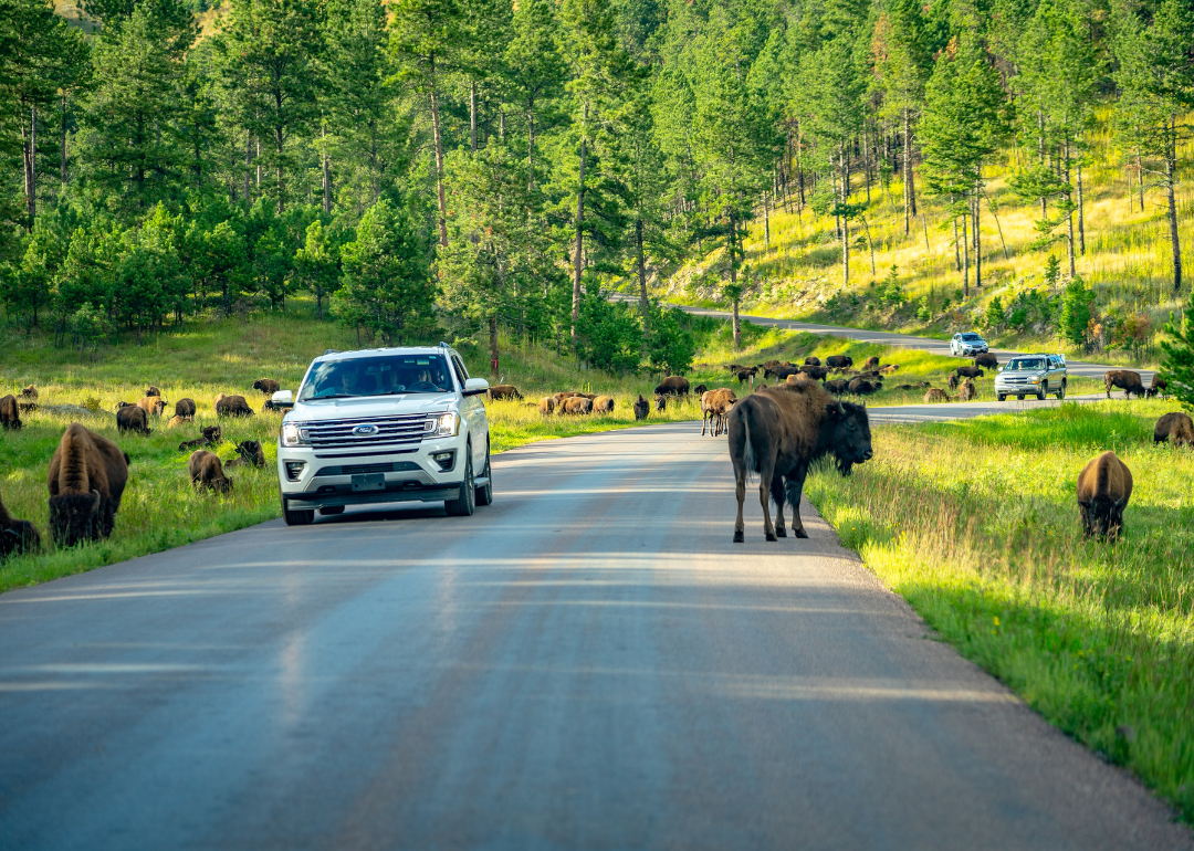 The states with the highest share of young drivers on the road