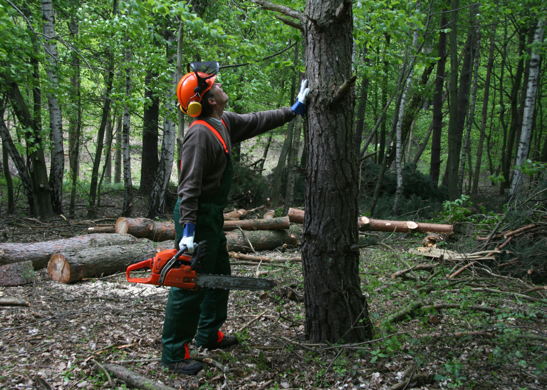 A forest worker looks at a tree while holding a chainsaw.