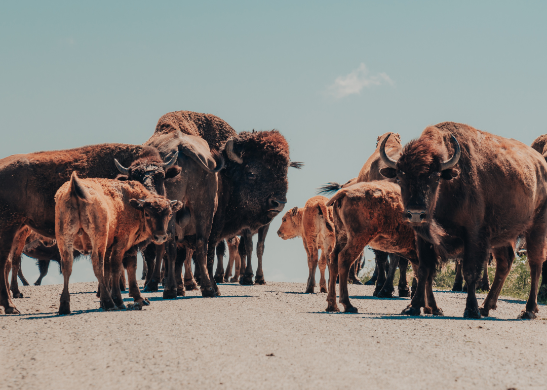A herd of American Bison causing a traffic jam on a rural road in the Neal Smith National Wildlife Refuge.