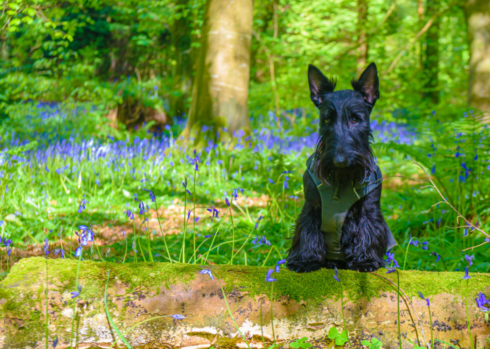 A Scottish Terrier in a vest nestled amongst purple flowers