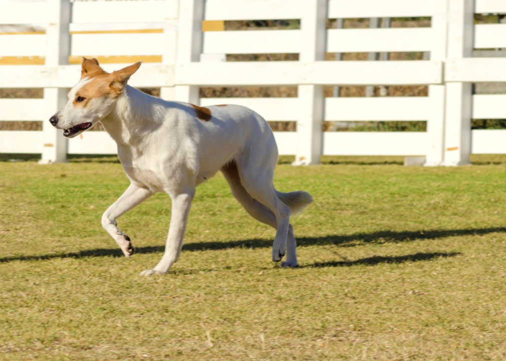 A Canaan dog running outside