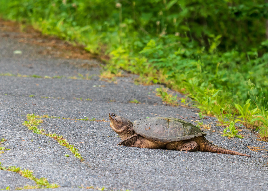 A snapping turtle crossing a road in Windsor Locks.