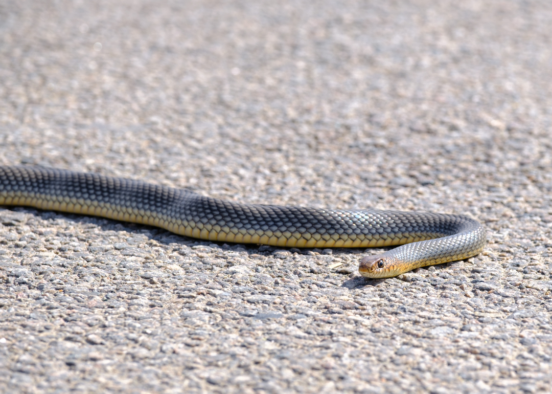 A common ribbon snake crawling on a road.