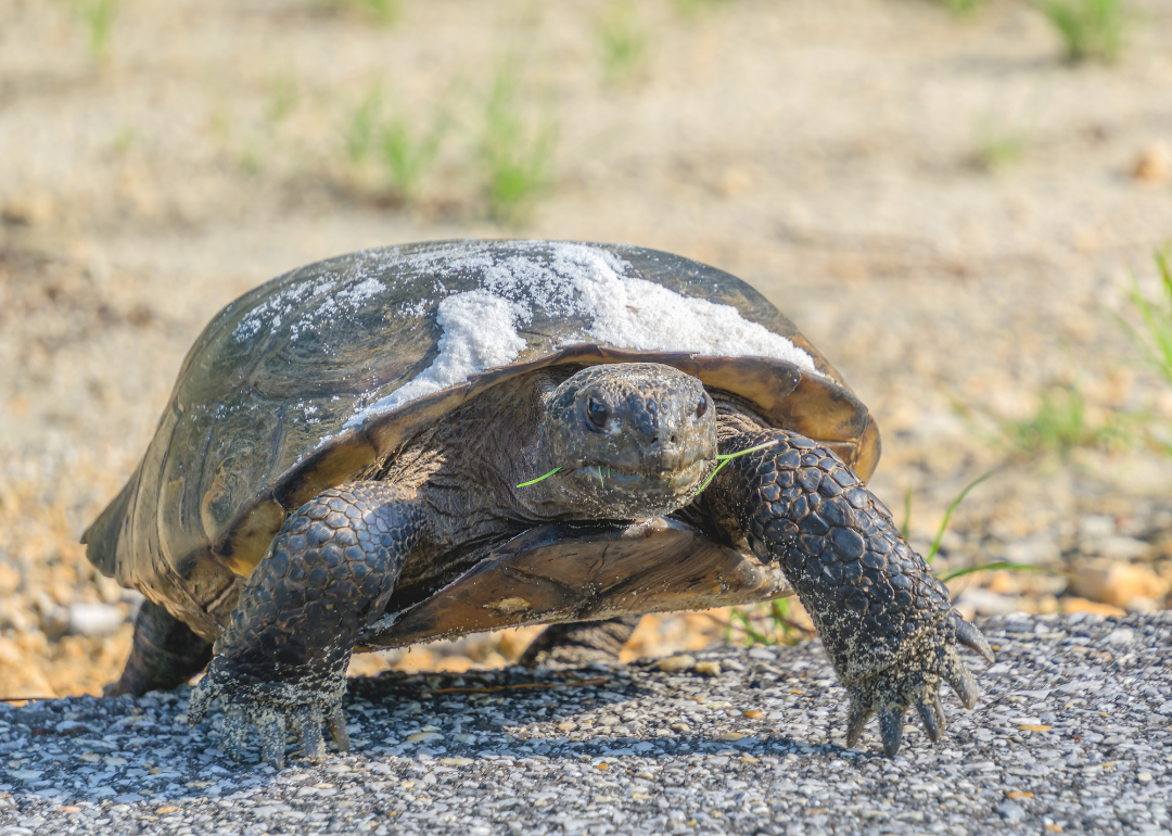 A gopher tortoise crossing a road at Gulf State Park with grass in its mouth.
