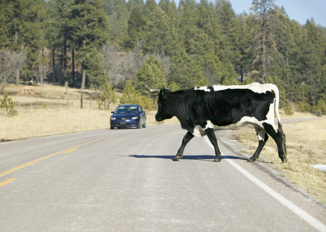 A car stopping for a large bull that is crossing a highway in Mescalero Apache Indian Reservation.