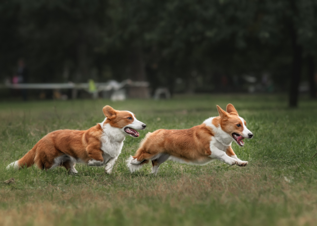 Two Pembroke Welsh Corgis running through the grass