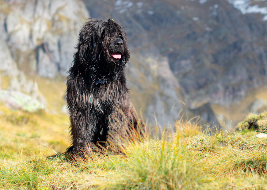 A Bergamasco sheepdog sitting outside