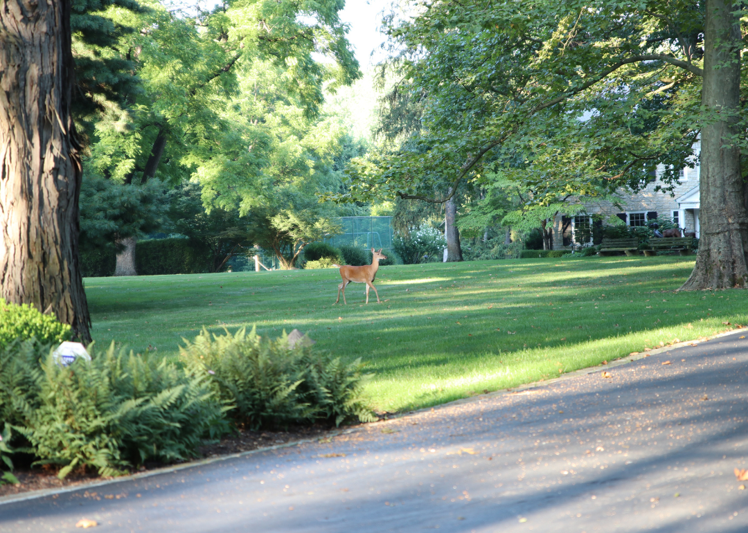 A deer walking toward a road in Columbus.
