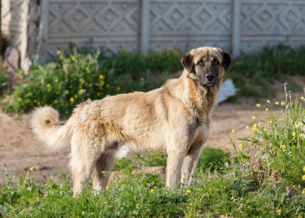 An Anatolian shepherd dog guarding a property