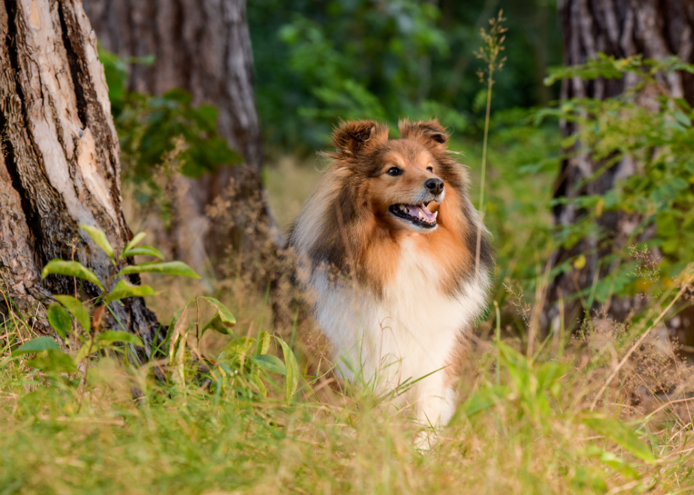 A Shetland Sheepdog in the woods