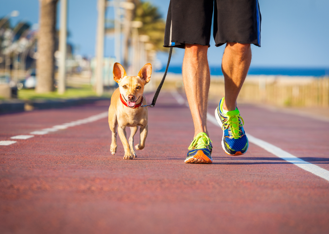 A dog and its owner on a walk.