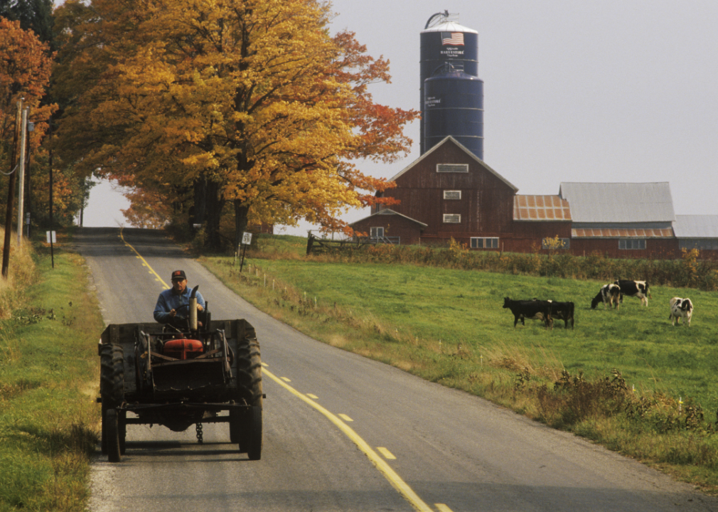 A herd of cow grazing near a road with a tractor driving down it.