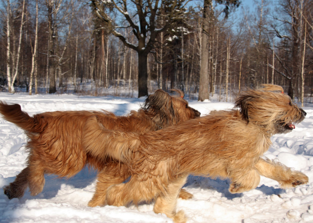 Two Briards running in the snow