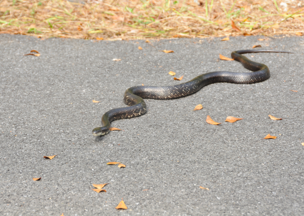 A rat snake on a road in northeastern Georgia.