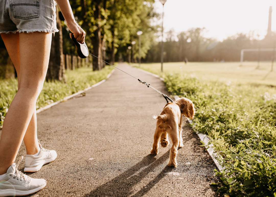 A close-up of a person walking with their little dog using a leash.