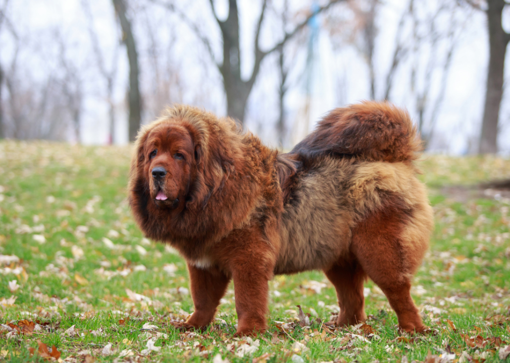 A Tibetan Mastiff standing outside