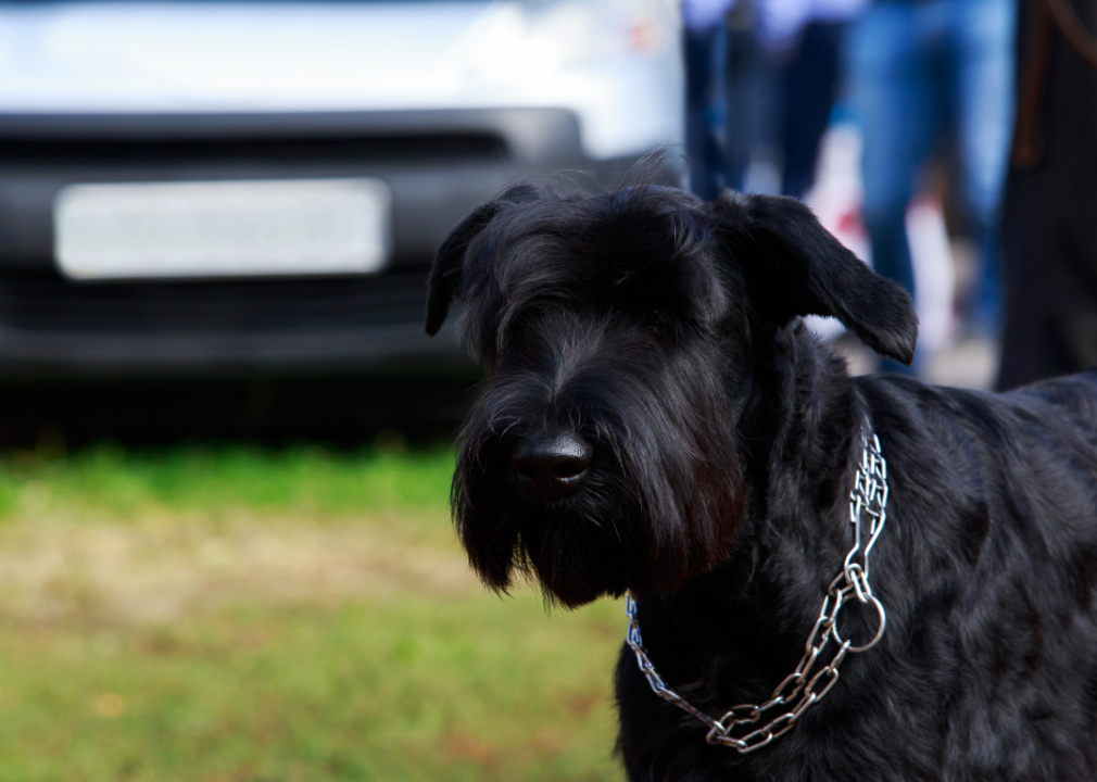 A Giant schnauzer protecting a home