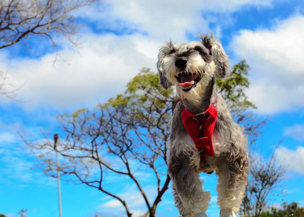 A Miniature Schnauzer in a red vest