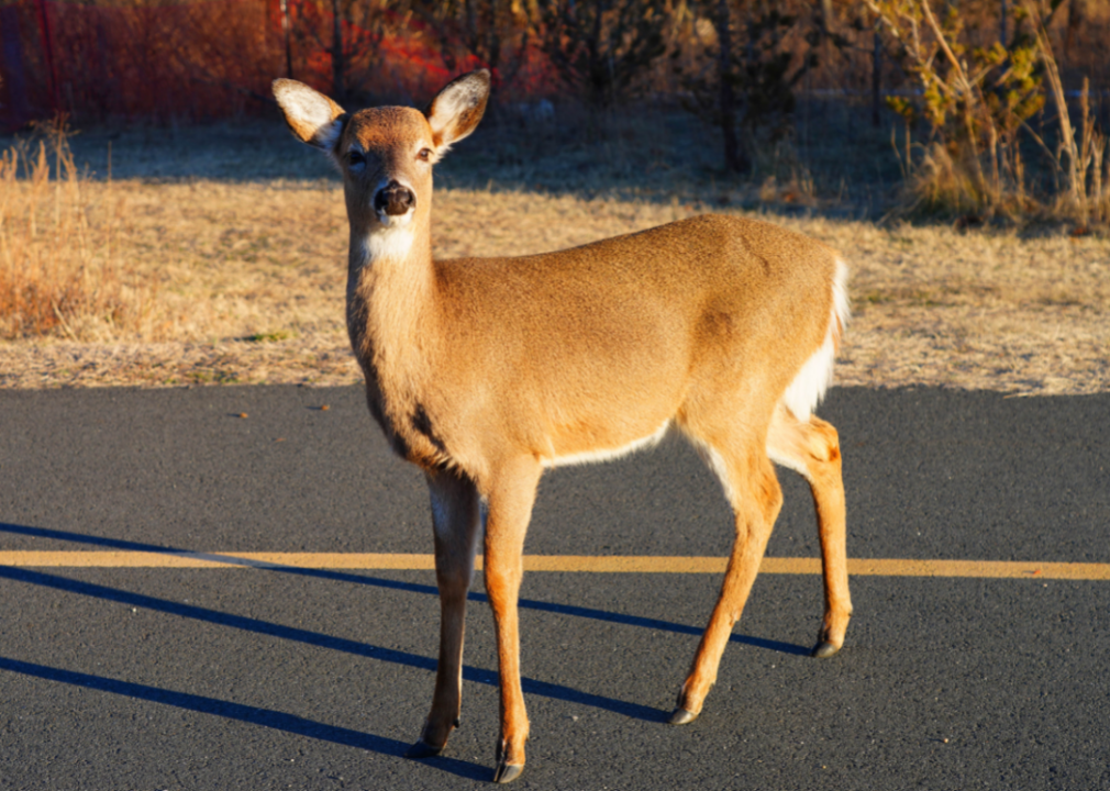 A wild deer on the side of the road in the Sandy Hook Gateway National Recreation Area Park.