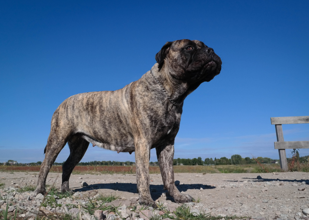 A bullmastiff sniffing the air