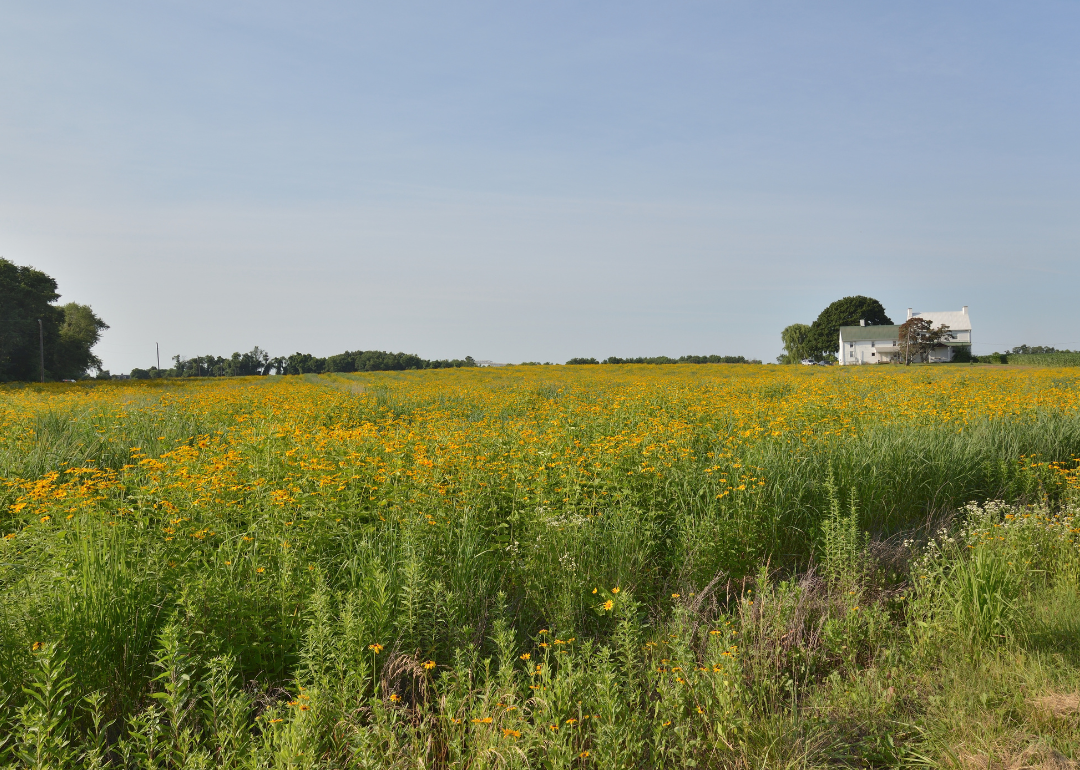 A fallow field of wildflowers with a house in the background.