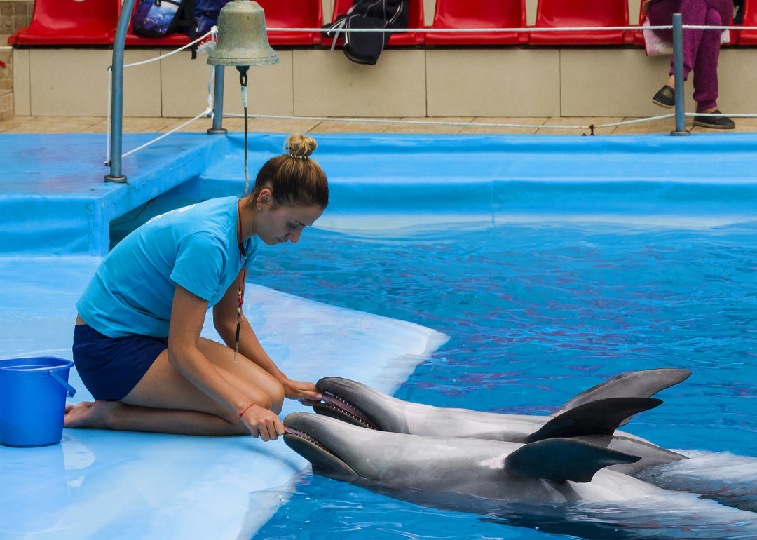 A trainer works with a few dolphins.