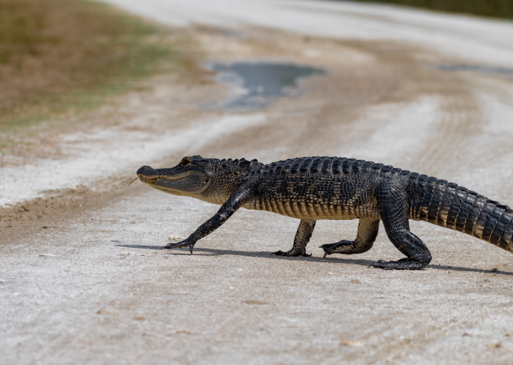 An alligator crossing a road in New Orleans.