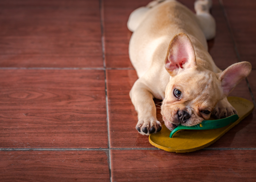 A French Bulldog playing with a flip-flop