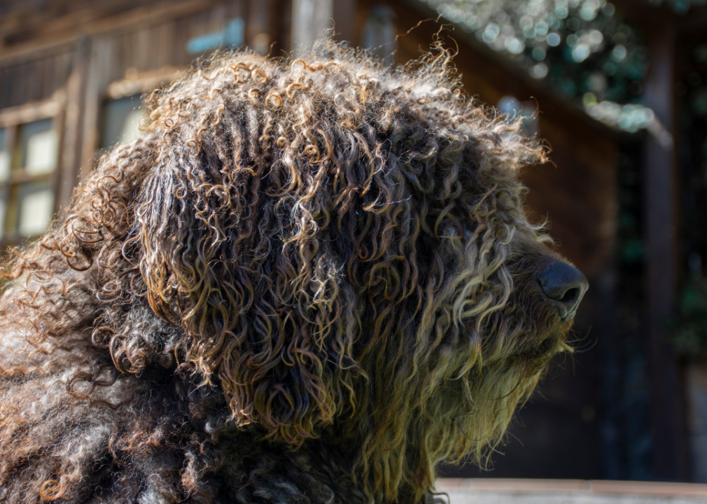 A Spanish water dog sitting in front of a house