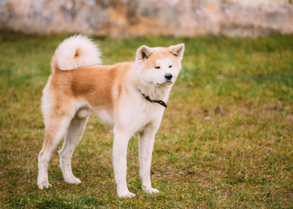 An Akita standing outside