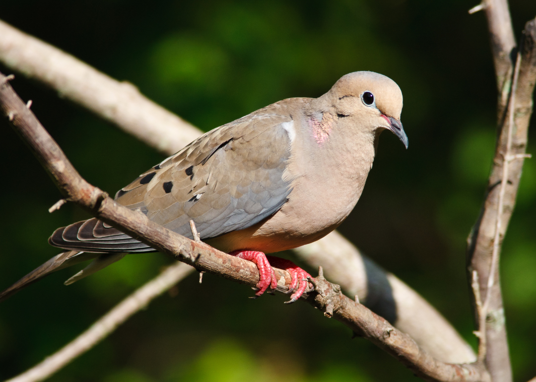 It's National Bird Day! Here Are 50 of the Most Commonly Seen Birds in North Carolina