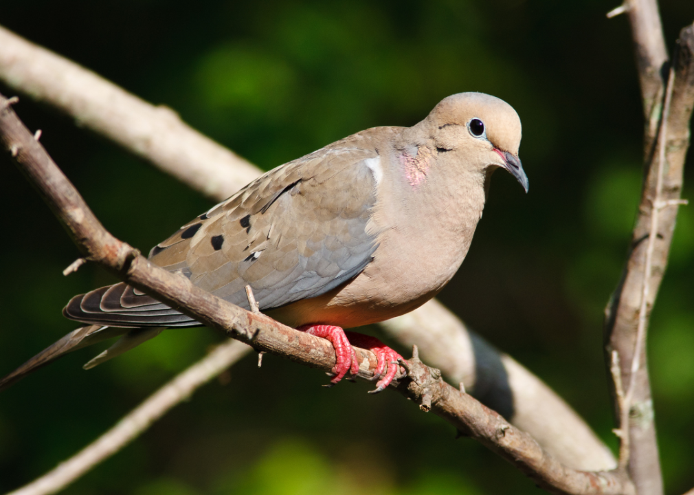 A mourning dove perched on a branch.