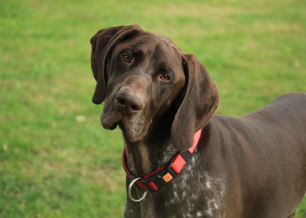 A German Shorthaired Pointer tilting its head at the camera