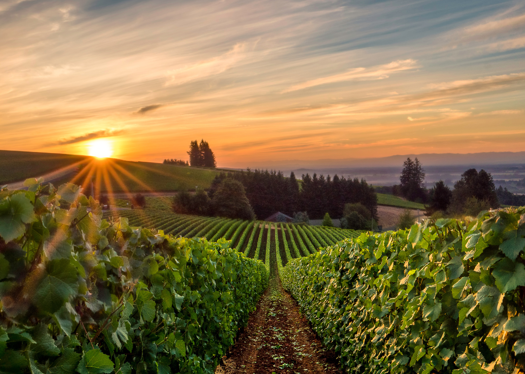 The sun rising over a vineyard in Willamette Valley.