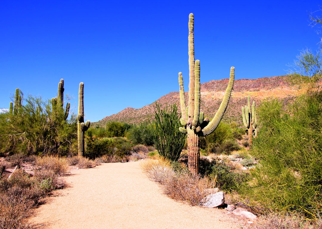 A desert in Arizona with cacti in the foreground.